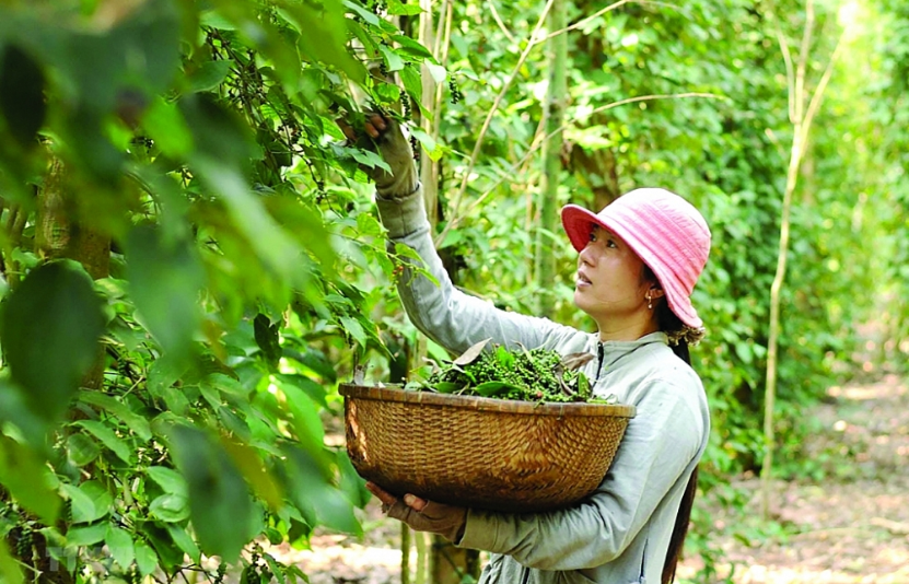 gi&aacute; ti&ecirc;u